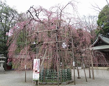 シダレザクラ