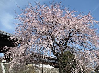 シダレザクラ