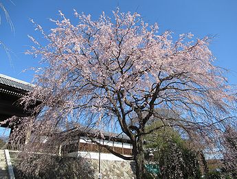 シダレザクラ