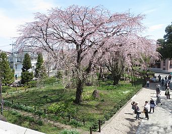 シダレザクラ