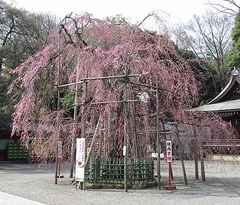 シダレザクラ