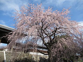 シダレザクラ