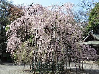 シダレザクラ