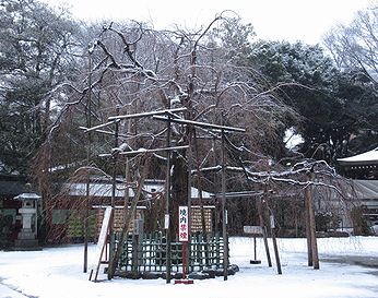 シダレザクラ