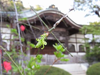 シダレウメ