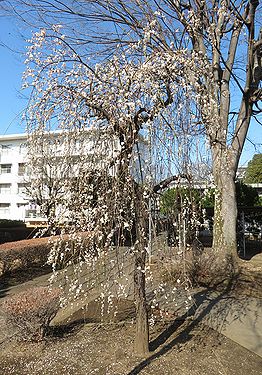 シダレウメ