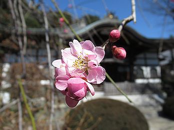 シダレウメ