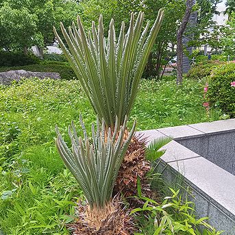 ソテツ