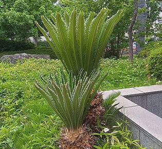 ソテツ