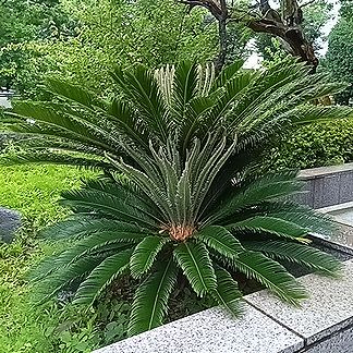 ソテツ