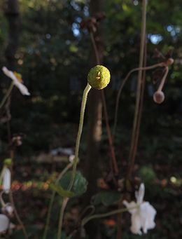 シュウメイギク