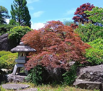 ベニシダレ