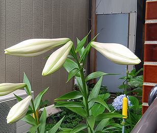 ユリ