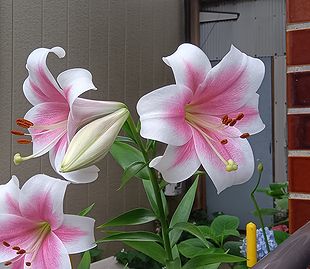 ユリ