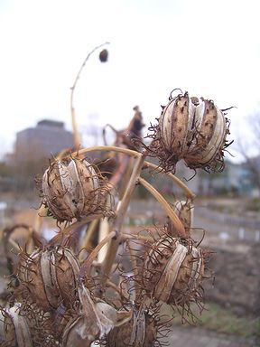 トウゴマ