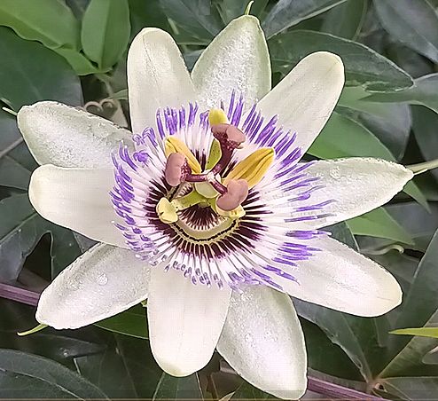トケイソウの開花の動画のサムネイル
