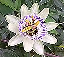トケイソウの開花の動画のサムネイル