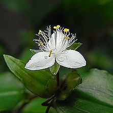 トキワツユクサ