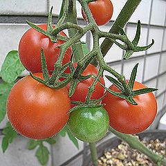ミニトマト