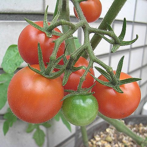 ミニトマト