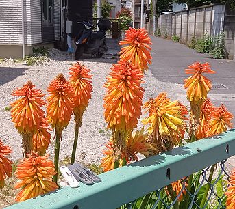 トリトマ