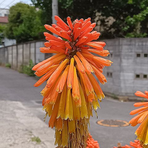 トリトマ