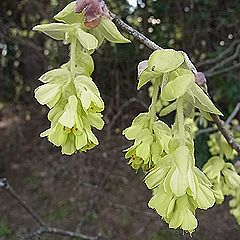 トサミズキ