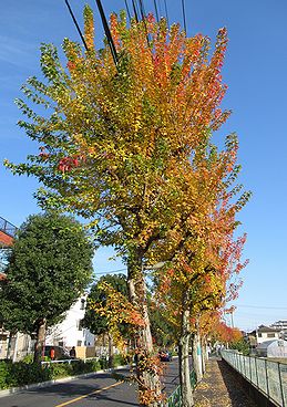 トウカエデ