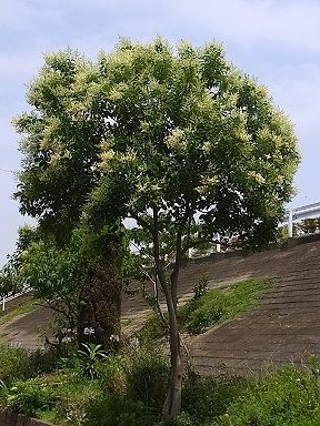 トウネズミモチ