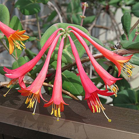 ツキヌキニンドウ