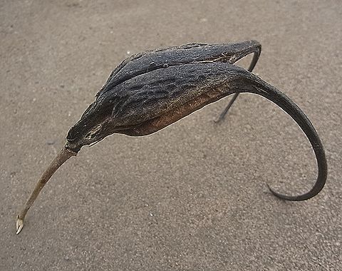 ツノゴマ
