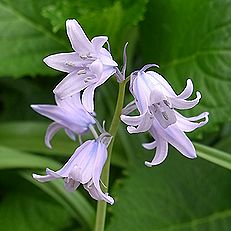 ツリガネズイセン