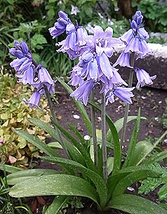 ツリガネズイセン