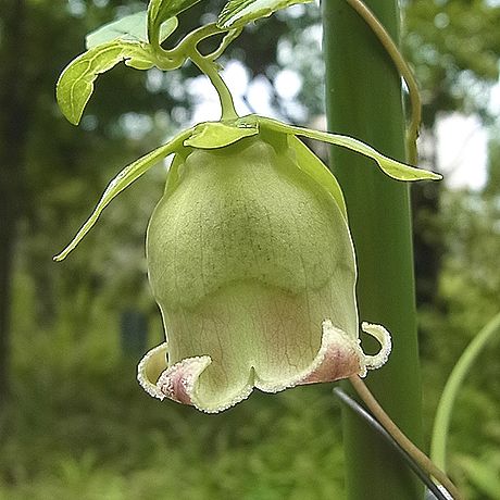 ツルニンジン