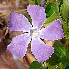 ツルニチニチソウ