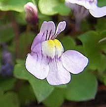 ツタバウンラン