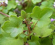 ツタバウンラン