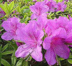 オオムラサキツツジ