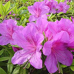苔躑躅　ツツジ 躑躅（ツツジ）の花 | 【公式】座間郷総鎮守 鈴鹿明神社