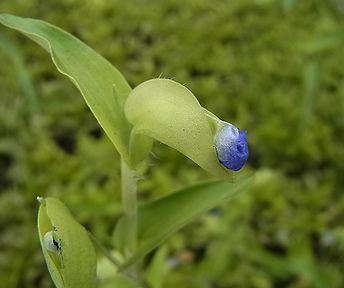 露草 写真集 １