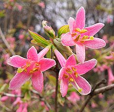 ウグイスカグラ