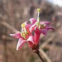 ミヤマウグイスカグラ