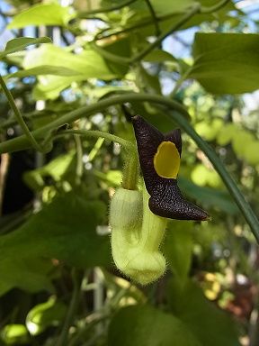 アリマウマノスズクサ