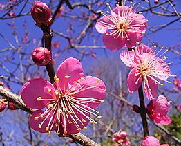季節の花300の表紙のウメの花