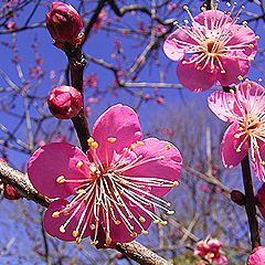 季節の花300の表紙のウメの花