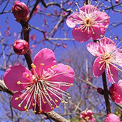 紅梅、ウメの花
