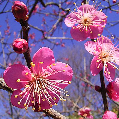 紅梅、ウメの花