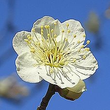 白梅、ウメの花