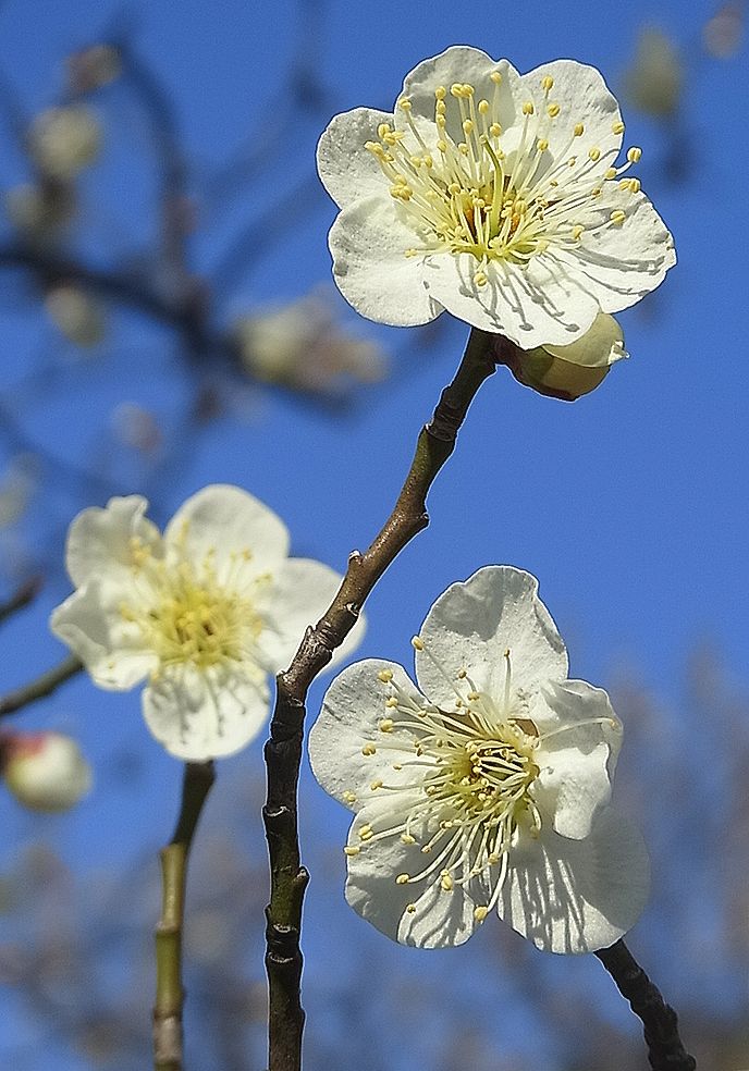白梅、ウメの花