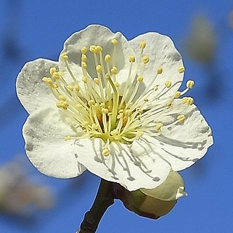 白梅、ウメの花